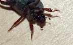 Familie Rutelidae (MacLeay, 1819) 