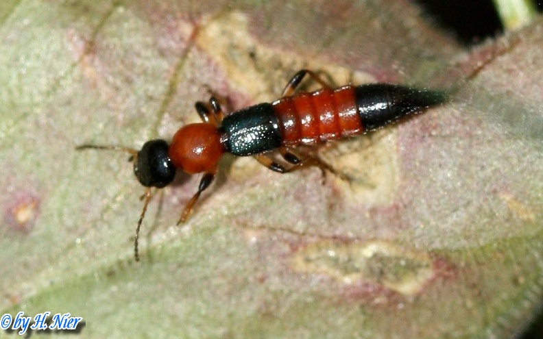 Paederus littoralis -  1. Fund