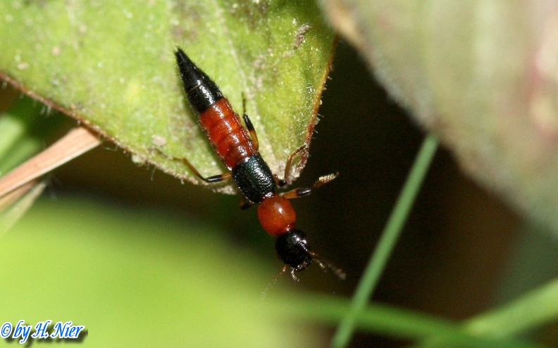 Paederus littoralis -  1. Fund