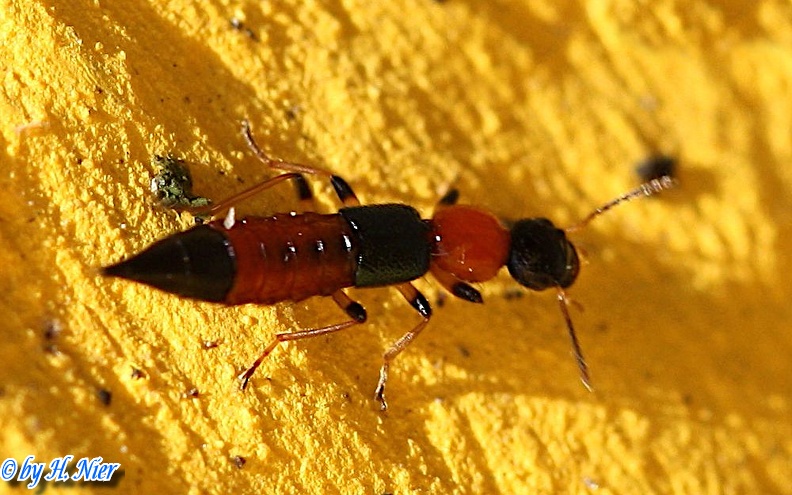 Paederus littoralis -  2. Fund