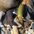 Cteniopus flavus -  1. Fund