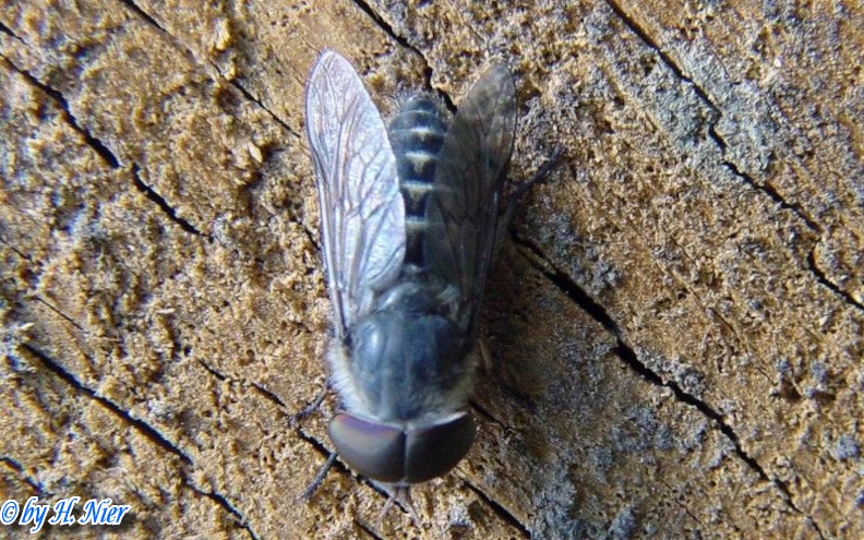 Tabanus maculicornis -  1. Fund (Männchen)