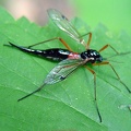 Tanyptera atrata -  1. Fund (Weibchen)