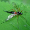 Tanyptera atrata -  1. Fund (Weibchen)