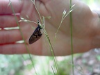 Ephemera danica -  1. Fund (Männchen)