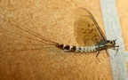 Ephemera danica -  3. Fund (Eierlegendes Weibchen)