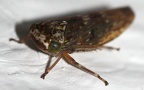 Gattung Acericerus (Dlabola, 1974)