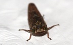 Acericerus heydenii -  1. Fund (Weibchen)