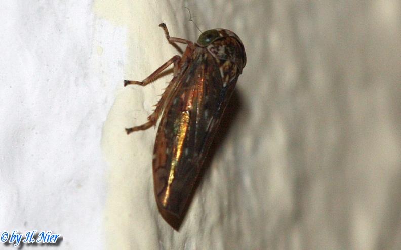 Acericerus heydenii -  1. Fund (Weibchen)