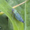 cicadella_viridis_1b.jpg