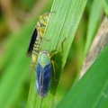 Cicadella viridis -  1. Fund (Männchen)