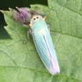 Cicadella viridis -  3. Fund