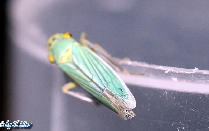 Cicadella viridis -  6. Fund