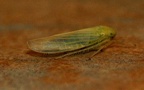 Klasse Insecta (Linnæus, 1758)