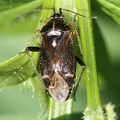Harpocera thoracica -  1. Fund (Weibchen)