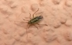 Klasse Insecta (Linnæus, 1758)