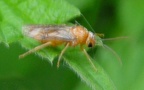 Familie Tenthredinidae (Latreille, 1802)