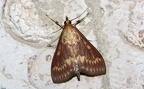 Ostrinia nubilalis -  2. Fund (Männchen)