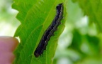 Achlya flavicornis -  1. Raupenfund