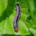 Achlya flavicornis -  1. Raupenfund