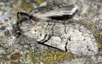Achlya flavicornis -  1. Fund