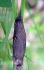 Calliteara pudibunda -  4. Fund (Paarung)