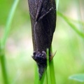 Calliteara pudibunda -  4. Fund (Paarung)