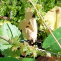 Lithosia quadra -  1. Fund (Weibchen)