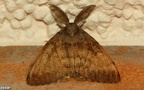 Lymantria dispar -  1. Fund (Männchen)