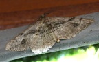 Gattung Alcis (Curtis, 1826)