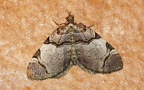 Gattung Anticlea (Stephens, 1831)
