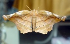 Gattung Apeira (Gistl, 1848)
