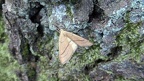 Gattung Cyclophora (Hübner, 1822)