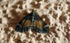 Gattung Dysstroma (Hübner, 1825)