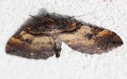 Familie Geometridae (Leach, 1815)
