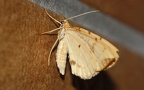 Gattung Gandaritis (Moore, 1868)