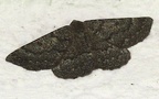 Gnophos obfuscata (Denis &  Schiffermüller, 1775)