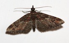 Gattung Gymnoscelis (Mabille, 1868)