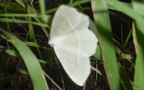 Gattung Hemistola (Warren, 1893)