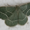 Hylaea fasciaria f. prasinaria -  2. Fund