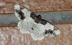 Gattung Ligdia (Guenée, 1857)