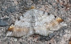 Familie Geometridae (Leach, 1815)