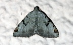 Macaria wauaria (Linnæus, 1758)