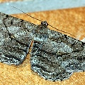 Peribatodes rhomboidaria -  2. Fund (Weibchen)