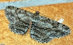 Peribatodes rhomboidaria -  2. Fund (Weibchen)