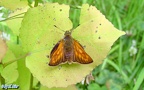 Ochlodes sylvanus -  1. Fund (Weibchen)