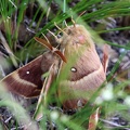 Lasiocampa quercus -  1. Fund (Weibchen & Männchen)
