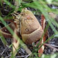 Lasiocampa quercus -  1. Fund (Weibchen & Männchen)