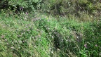 Celastrina argiolus -  5. Fund (Fundortfoto)
