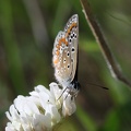 Polyommatus icarus - 15. Fund (Weibchen)